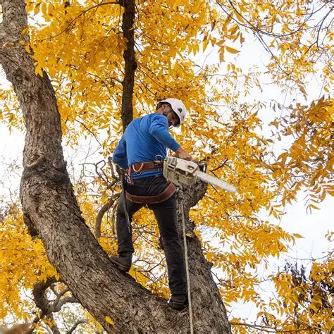 Tree Services — Infracore project